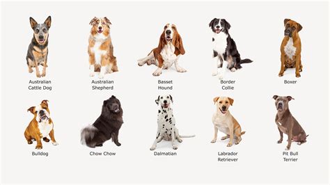 Illustratie van verschillende vachttypes bij honden