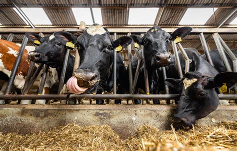 Een infographic die de verschillende stadia van de dracht van een koe toont, met nadruk op het derde trimester.