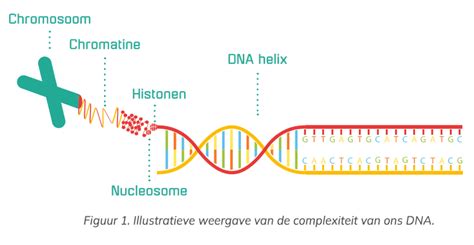 illustratie van nucleosoomstructuur met histonen en DNA