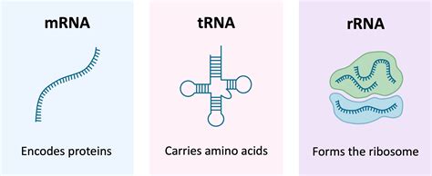 infographic over de verschillende soorten niet-coderend RNA
