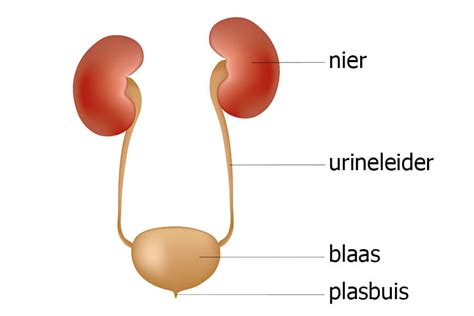 Illustratie van de anatomie van het foetale urinewegstelsel, met focus op de blaas en urethra.