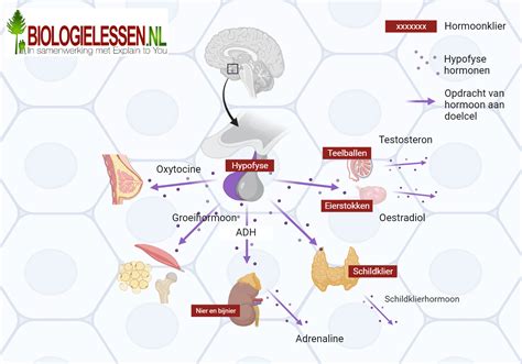 Illustratie van het HCG-molecuul en een vergelijking met andere hormonen