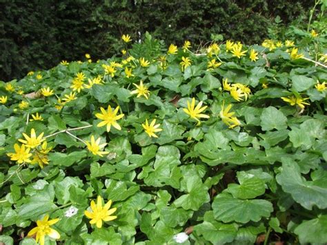 Een dichtbegroeid tapijt van groen speenkruid met gele bloemen in de vroege lente
