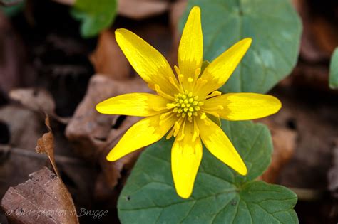 Gedetailleerde illustratie van de bloem van het gewoon speenkruid, met nadruk op de kroon- en kelkbladen