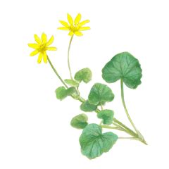 Vergelijkende illustratie van gewoon speenkruid en vreemd speenkruid, met focus op bloem- en bladkenmerken