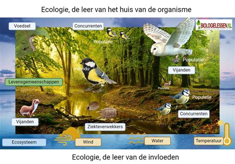 Een collage van afbeeldingen die rust en natuur uitbeelden: een bos, een meer, vogels.