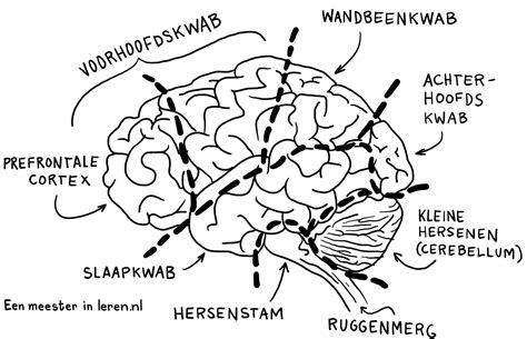 Een schematische weergave van de hersenen met nadruk op de hippocampus, met een subtiele verwijzing naar groei.