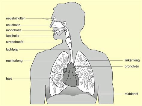 Schematische weergave van de luchtwegen bij een baby, met nadruk op de flexibiliteit en grootte die bijdraagt aan obstructie.
