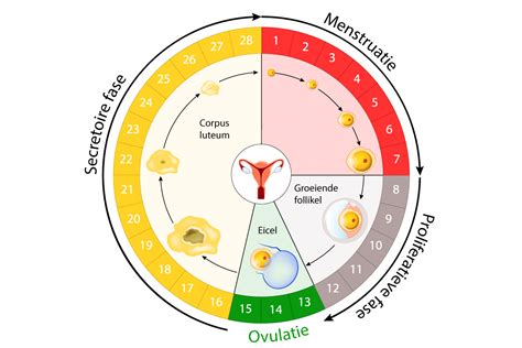 Een gedetailleerde weergave van een basale lichaamstemperatuurcurve met markeringen voor menstruatie, folliculaire fase, ovulatie en luteale fase.
