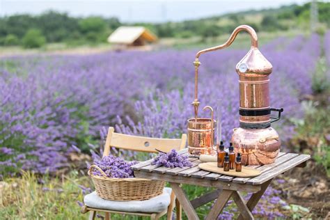 Infographic die het proces van plant metabolisme tot etherische olie productie toont