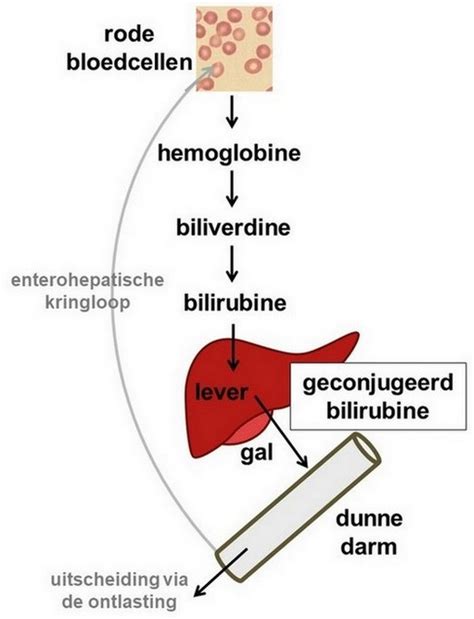 Illustratie die de aanmaak van bilirubine door afbraak van rode bloedcellen en de rol van de lever bij pasgeborenen toont.