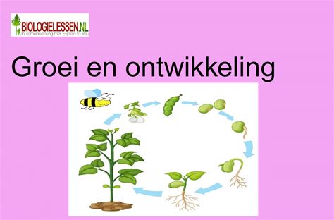Infographic die de groei en oogst van katoen en bamboe vergelijkt.