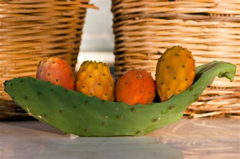 een tropische cactusvijg in zijn natuurlijke omgeving