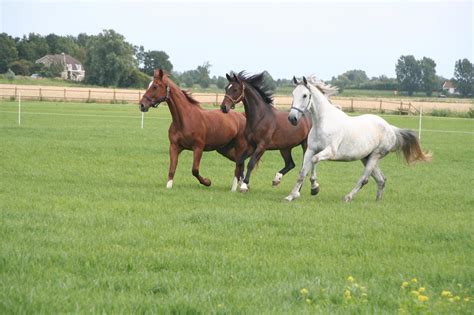 Oudere paarden in een ruime weide bij De Wildtshof