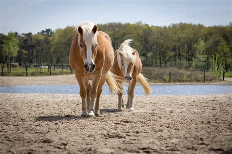 Kinderen helpen bij het verzorgen van paarden op Stichting Belfjor