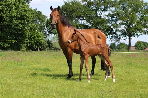 Overzicht van de groei van het veulen gedurende de dracht