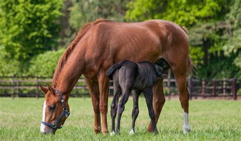 Pasgeboren veulen dat biest drinkt