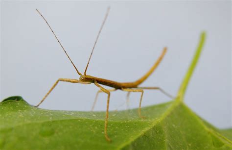 illustratie van het insect Anisa, lijkend op een wandelende tak