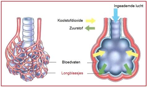 Illustratie van de longblaasjes en het effect van surfactant op de ademhaling