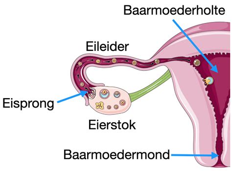 Schematische weergave van de vrouwelijke voortplantingsorganen met eierstokken en baarmoeder.